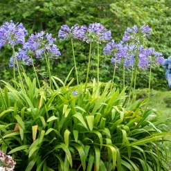 Agapanthe - Des fleurs bleues tout l'été