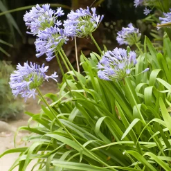 Agapanthe - Des fleurs bleues tout l'été