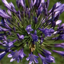 Agapanthe Donau - Le bleu star de l'été