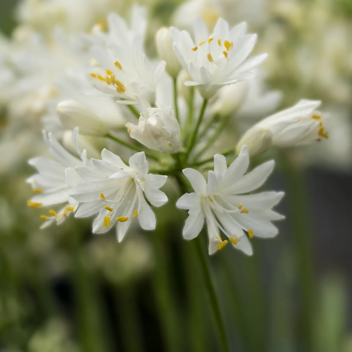 Agapanthe Double Diamond - Fleurs blanches tout l'été