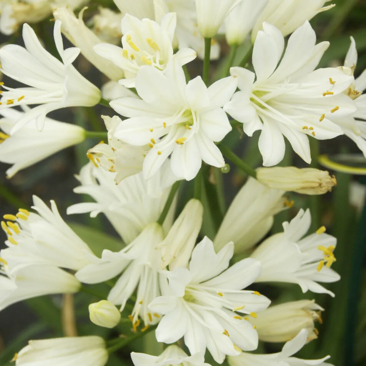 Agapanthe Double Diamond - Fleurs blanches tout l'été