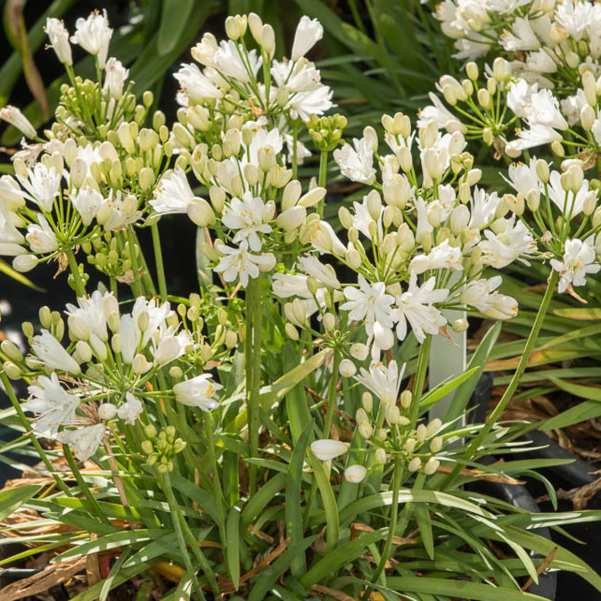 Agapanthe Double Diamond - Fleurs blanches tout l'été
