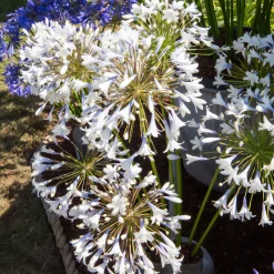 Agapanthe Enigma - Grandes fleurs blanches tout l'été