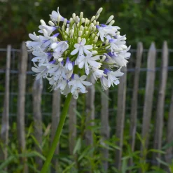Agapanthe Enigma - Grandes fleurs blanches tout l'été