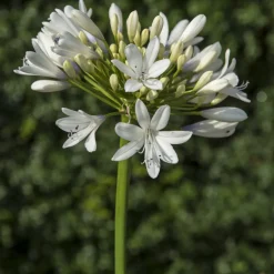 Agapanthe Enigma - Grandes fleurs blanches tout l'été