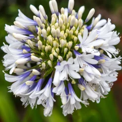 Agapanthe à grandes fleurs Queen Mum - Des fleurs XXL en été