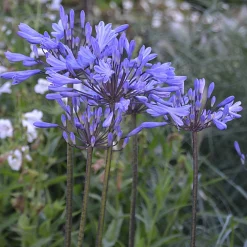 Agapanthe Graphite® Blue - Le bleu qui dure tout l'été