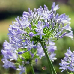 Agapanthe Peter Pan - Fleurs bleues sans effort