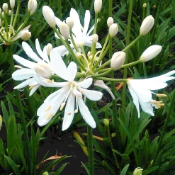 Agapanthe Petit Eskimo - Fleurs blanches, pot facile