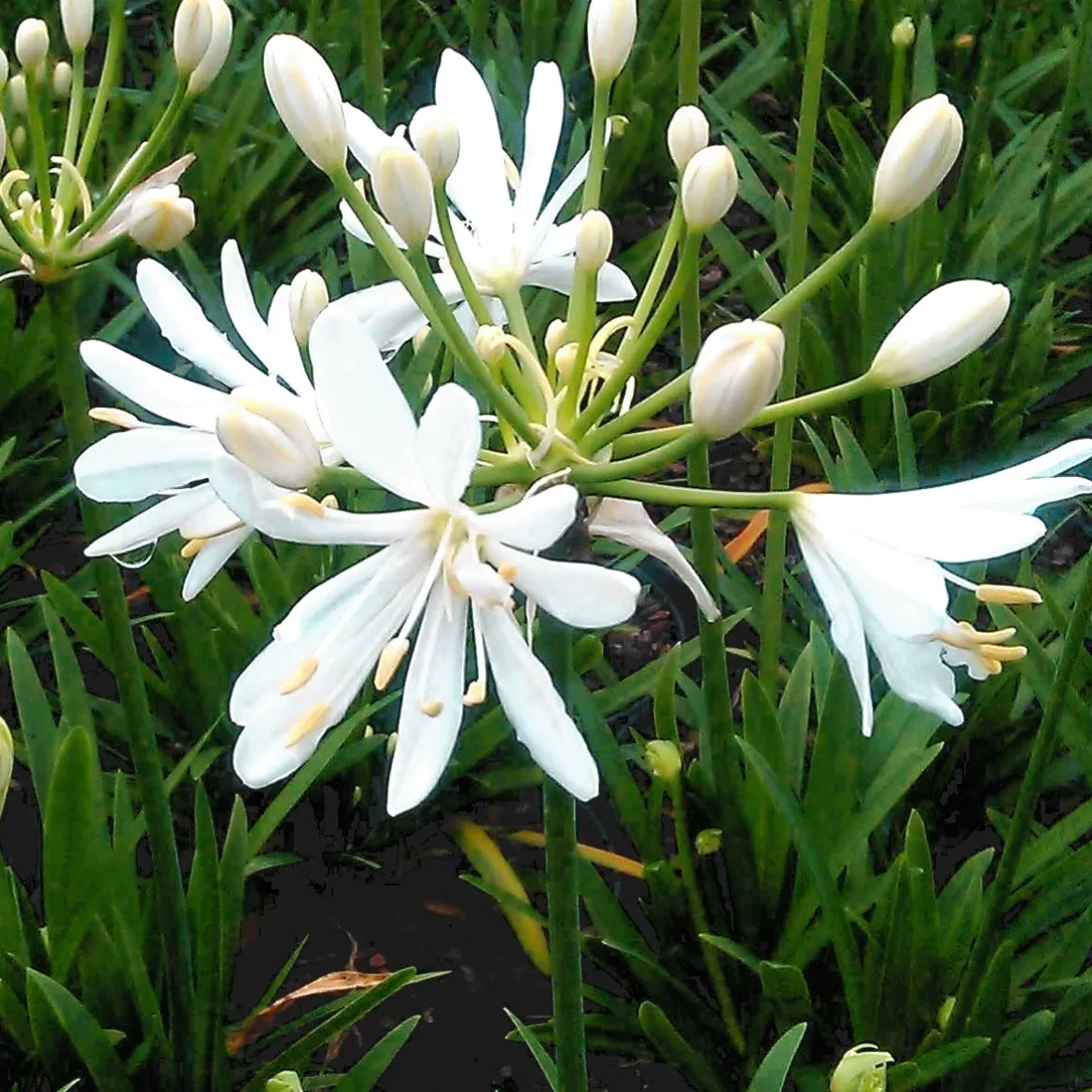 Agapanthe Petit Eskimo - Fleurs blanches, pot facile