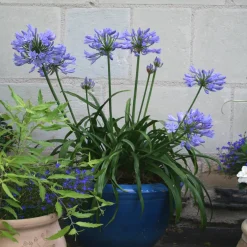 Agapanthe PITCHOUNE® Bleu - Le bleu compact qui refleurit