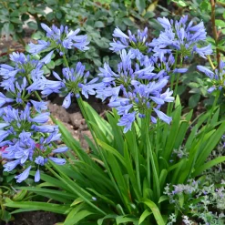 Agapanthe PITCHOUNE® Bleu - Le bleu compact qui refleurit