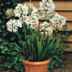 2 Agapanthes blanches - Un été 100% blanc pur