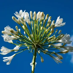 2 Agapanthes blanches - Un été 100% blanc pur
