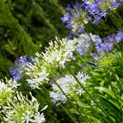 2 Agapanthes blanches - Un été 100% blanc pur