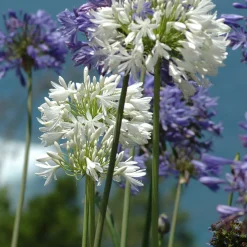 2 Agapanthes blanches - Un été 100% blanc pur