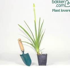 2 Agapanthes blanches - Un été 100% blanc pur