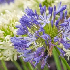 3 Agapanthes bleues - Le bleu qui illumine l'été