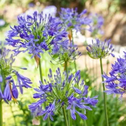 3 Agapanthes bleues - Le bleu qui illumine l'été