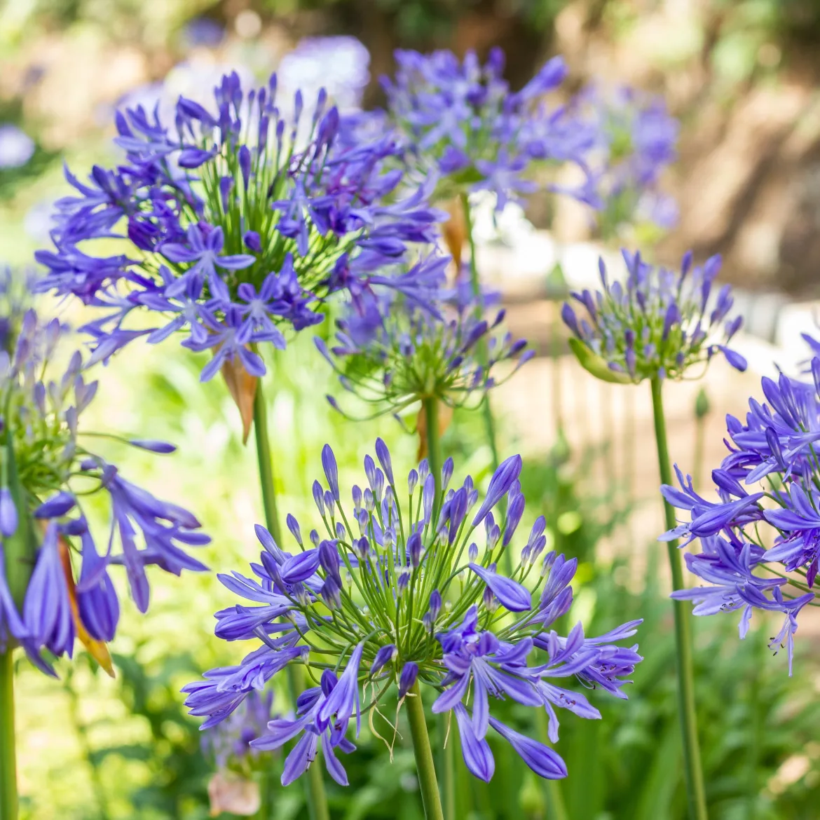 3 Agapanthes bleues - Le bleu qui illumine l'été