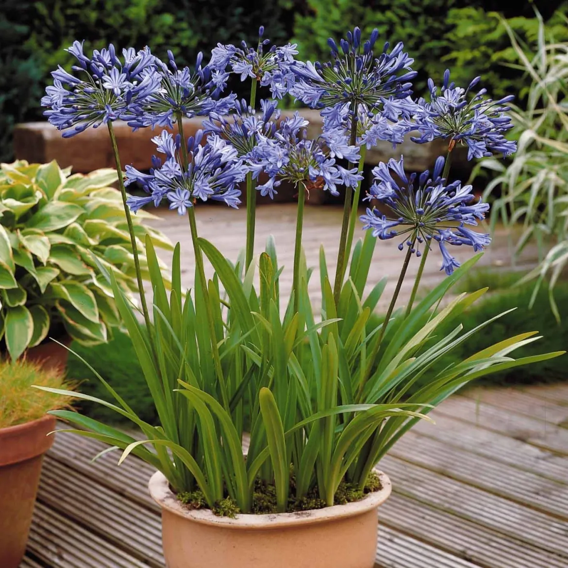 3 Agapanthes bleues - Le bleu qui illumine l'été