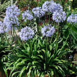 3 Agapanthes bleues - Le bleu qui illumine l'été