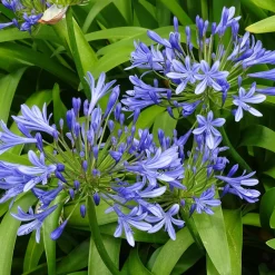 3 Agapanthes bleues - Le bleu qui illumine l'été
