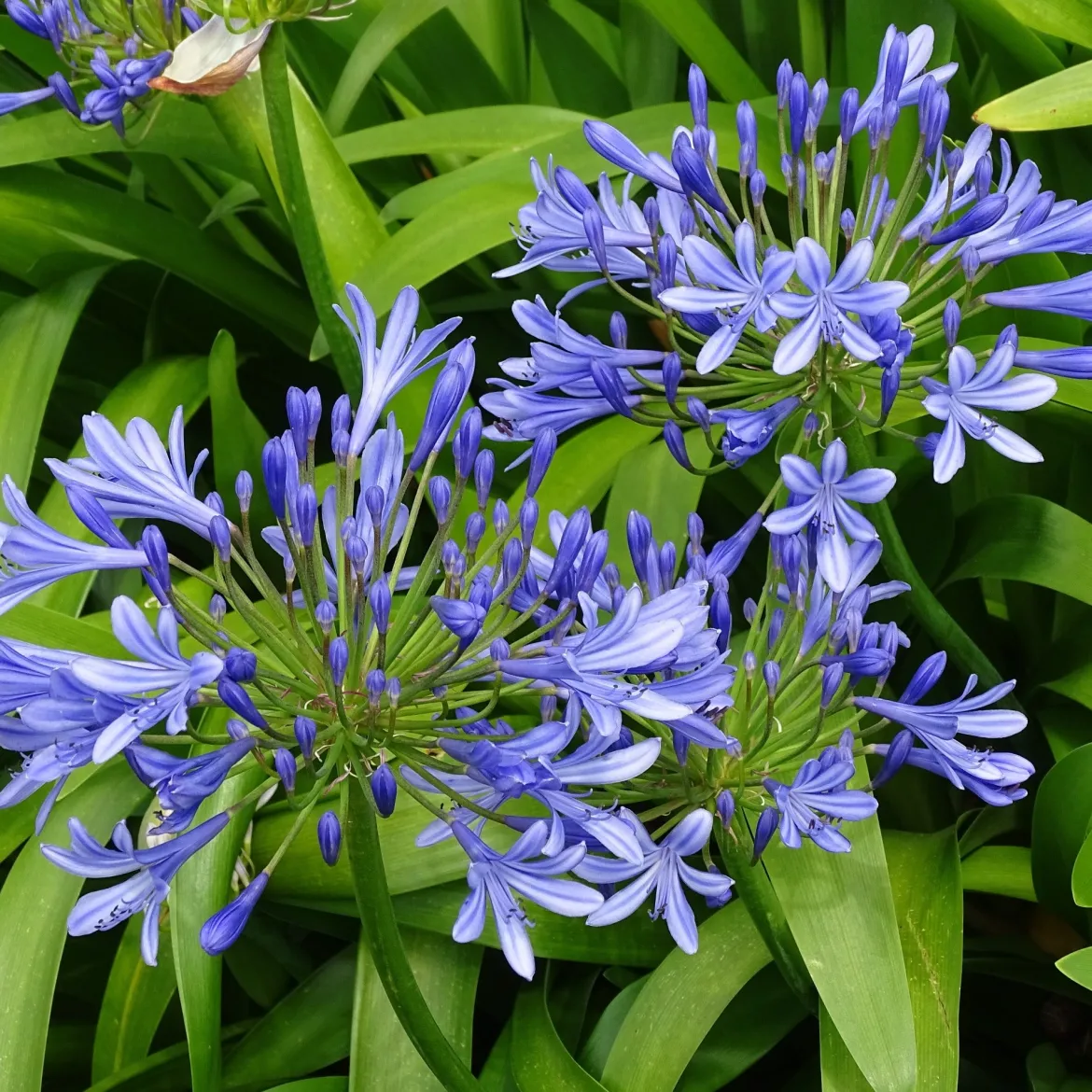 3 Agapanthes bleues - Le bleu qui illumine l'été