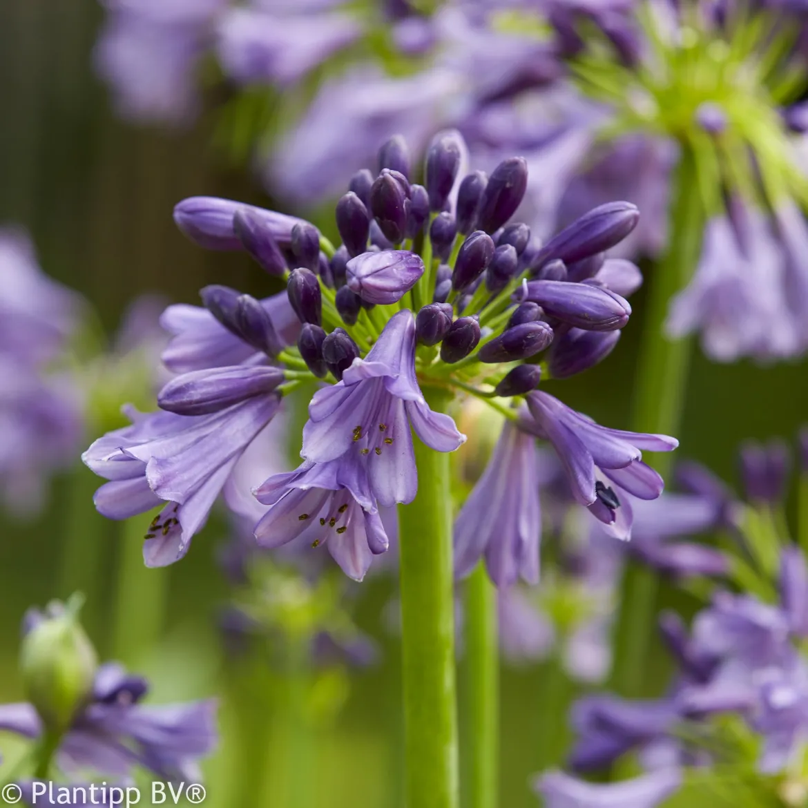 Agapanthe Star Poppin Purple ® - Le violet qui dure tout l'été