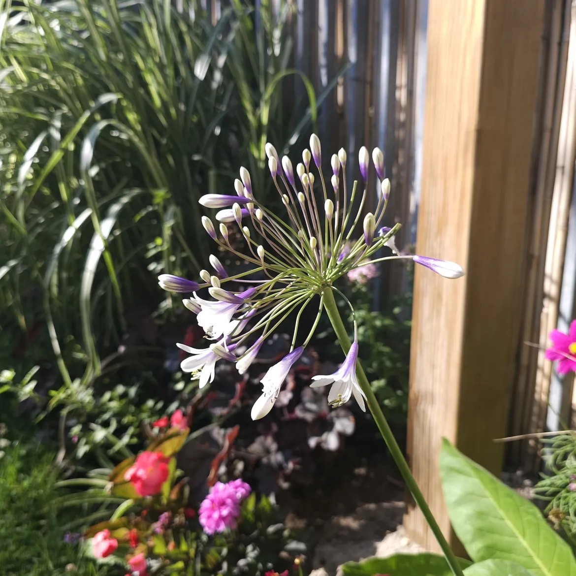 Agapanthe Twister - La fleur bleu et blanc star