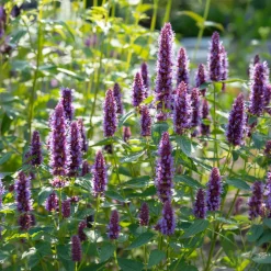 Agastache Beelicious Purple - Un nuage violet plein d'abeilles