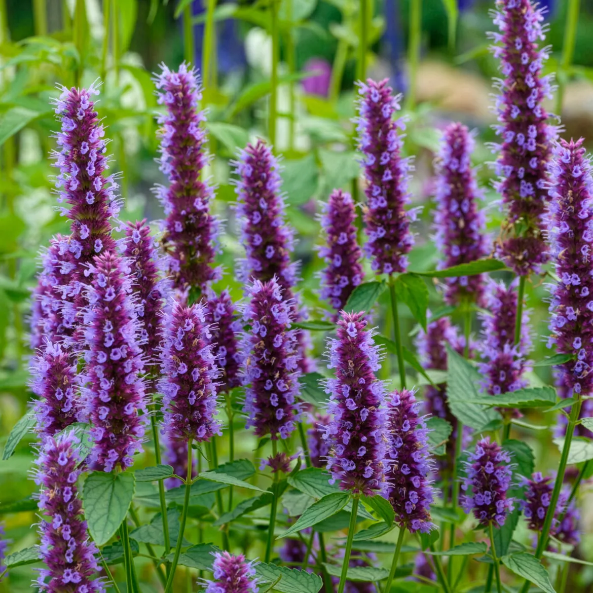 Agastache Beelicious Purple - Un nuage violet plein d'abeilles
