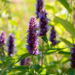 Agastache Beelicious Purple - Un nuage violet plein d'abeilles