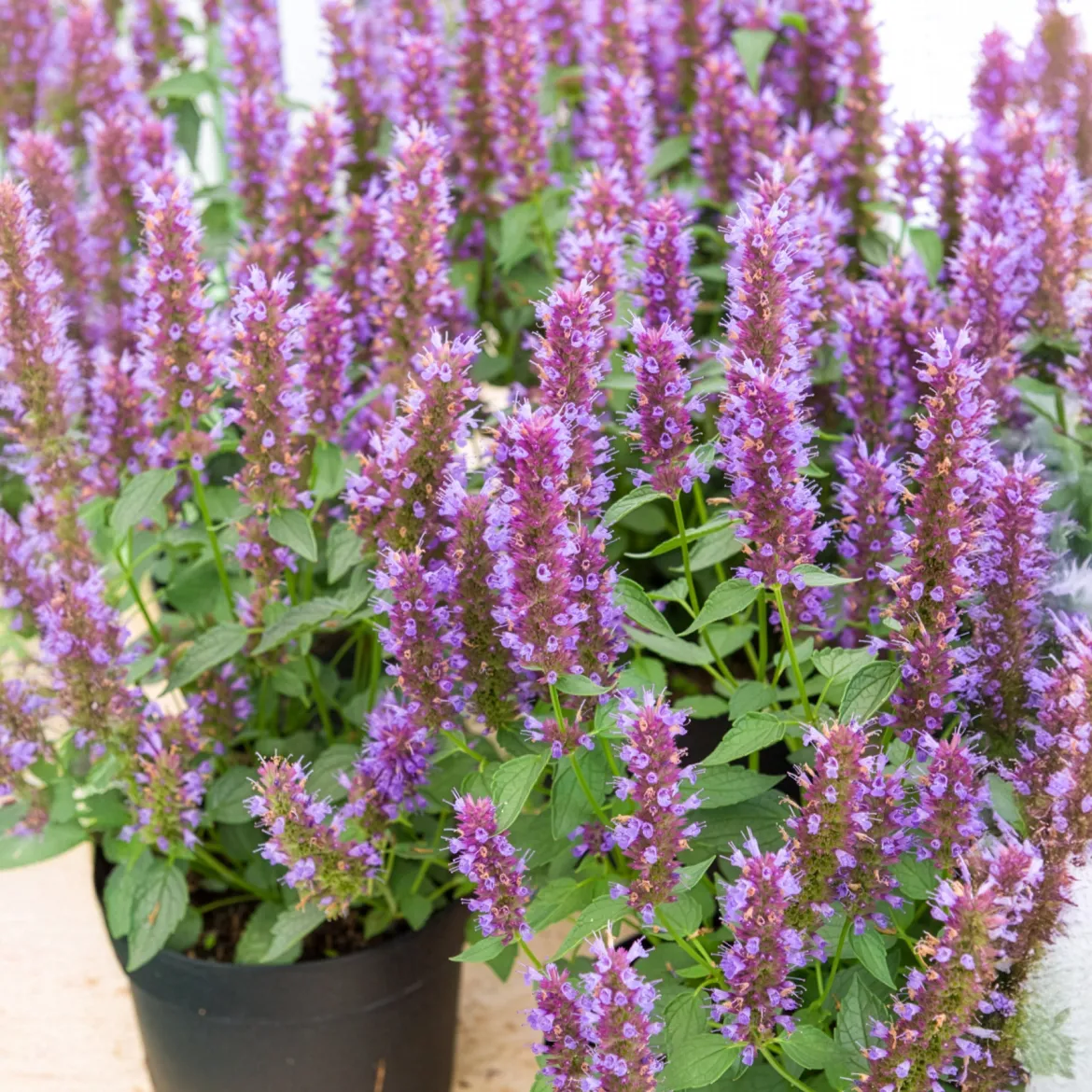 Agastache Beelicious Purple - Un nuage violet plein d'abeilles