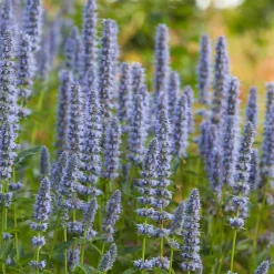 Agastache 'Blue Fortune' - Un nuage bleu plein d'abeilles