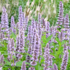 Agastache 'Blue Fortune' - Un nuage bleu plein d'abeilles