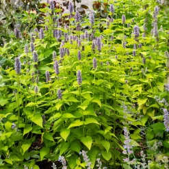Agastache fenouil Golden Jubilee - Feuillage doré, abeilles ravies