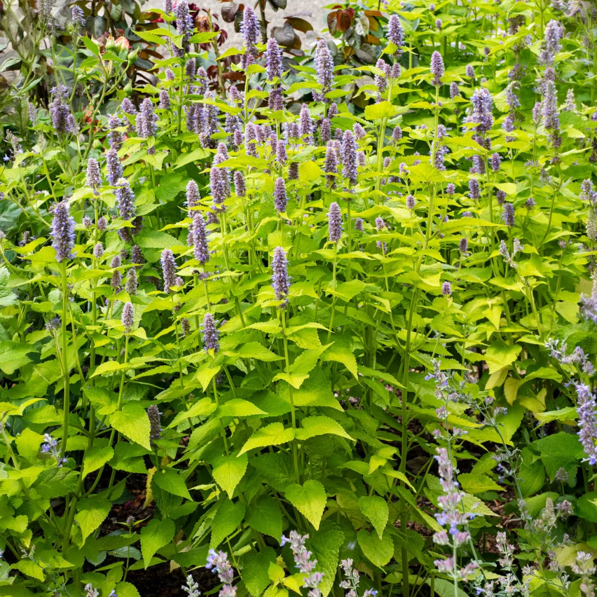 Agastache fenouil Golden Jubilee - Feuillage doré, abeilles ravies