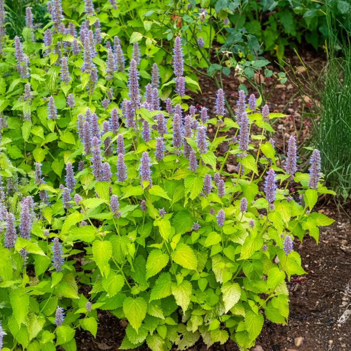 Agastache fenouil Golden Jubilee - Feuillage doré, abeilles ravies
