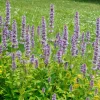 Agastache fenouil - Un aimant à papillons