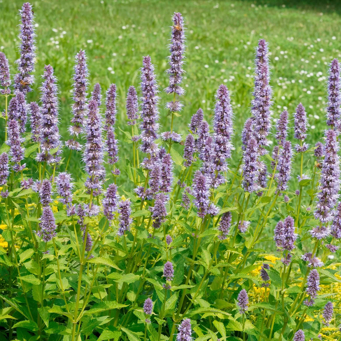 Agastache fenouil - Un aimant à papillons