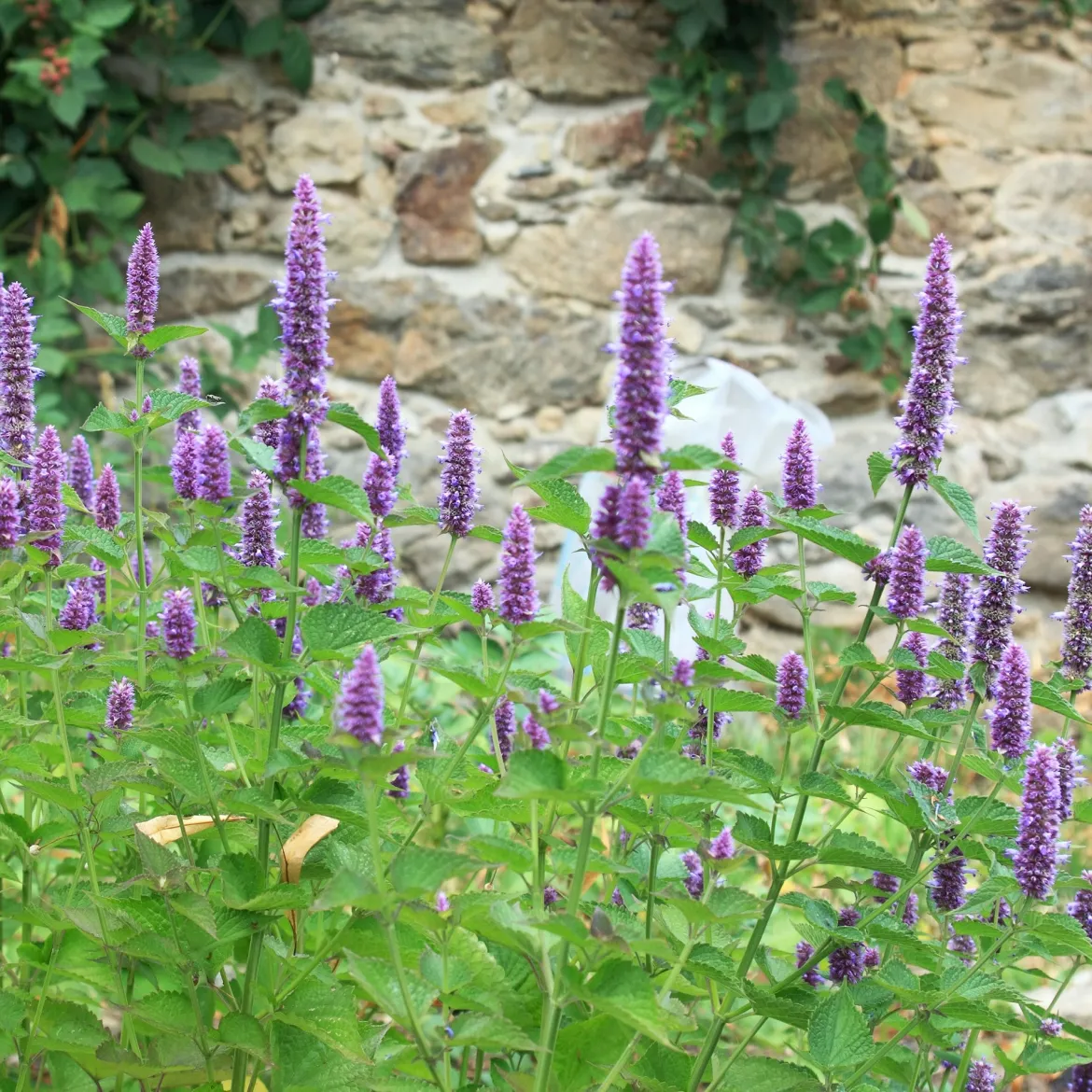 Agastache fenouil - Un aimant à papillons
