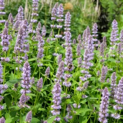 Agastache fenouil - Un aimant à papillons