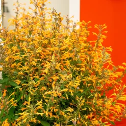 Agastache Kudos Mandarin - Orange vif tout l'été