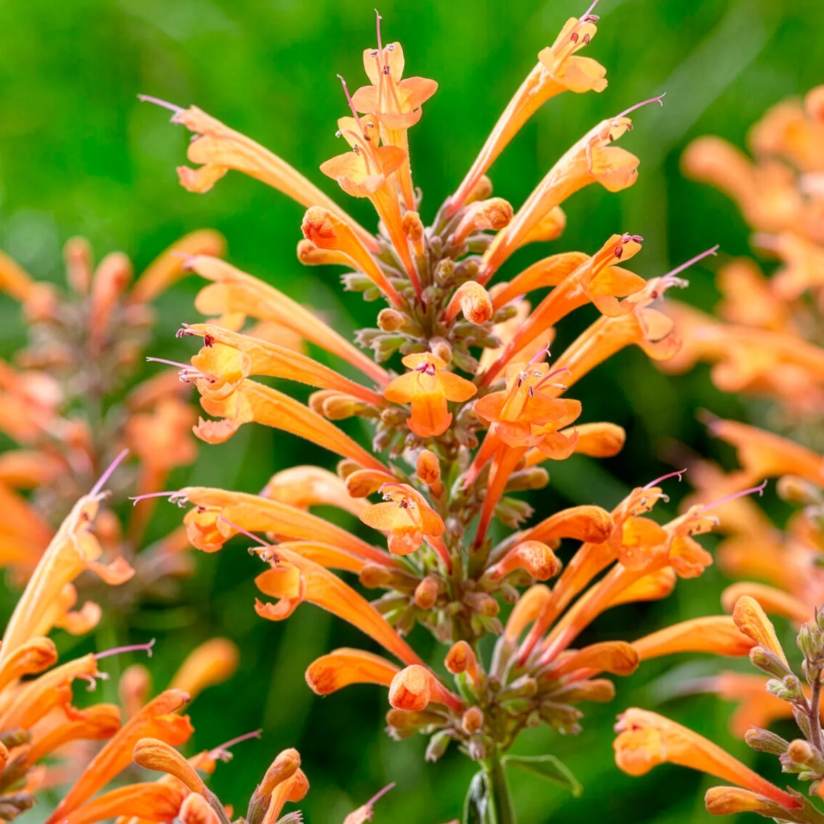 Agastache Kudos Mandarin - Orange vif tout l'été