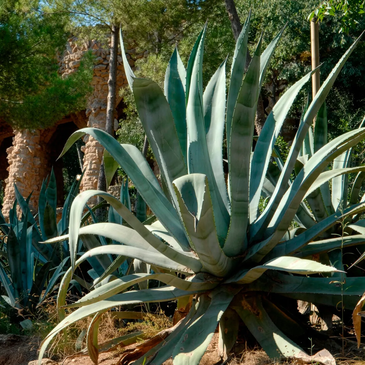 Agave d'Amérique - L'allure désert chez vous
