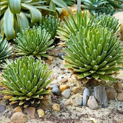 Agave de la Reine Victoria - La sculpture vivante du jardin