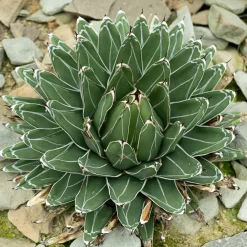 Agave de la Reine Victoria - La sculpture vivante du jardin