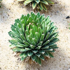 Agave de la Reine Victoria - La sculpture vivante du jardin