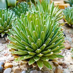Agave de la Reine Victoria - La sculpture vivante du jardin